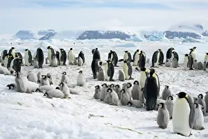 Helping: Emperor Penguin - Rookery with chicks laying on