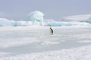Vunerable: Emperor Penguin - single adult standing on ice