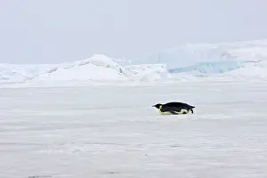 Sliding: Emperor Penguin - sliding across ice