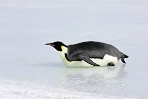 Sliding: Emperor Penguin - sliding across ice