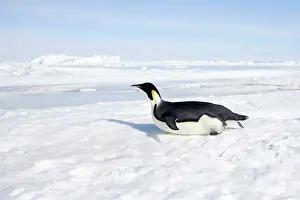Tobogganing: Emperor Penguin - sliding on ice