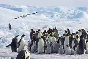 Dominicanus: Emperor Penguin and Southern Black-backed / Dominican