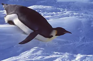 Peter Steyn: EMPEROR PENGUIN - Tobogganing on ice