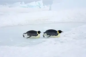 Tobogganing: Emperor Penguin - Tobogganing on ice and snow faster