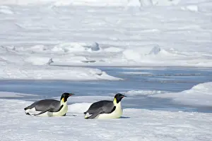 Tobogganing: Emperor Penguin - tobogganing over sea ice