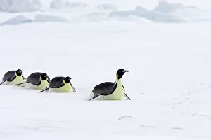 Tobogganing: Emperor Penguin - Tobogganing over snow
