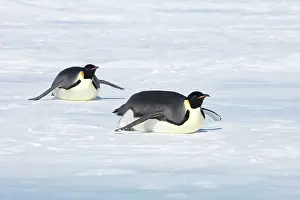 Tobogganing: Emperor Penguin - Tobogganing over snow