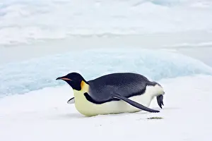 Tobogganing: Emperor Penguin - Tobogganing on snow and ice faster