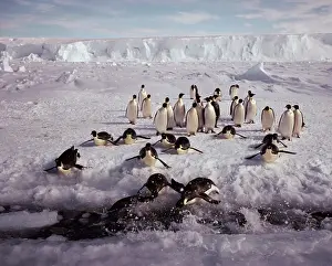 Tobogganing: Emperor penguin - tobogganning to tide crack