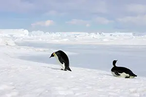 Sliding: Emperor Penguin -two adults walking & sliding across ice