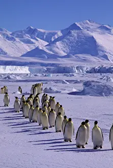 Marching: Emperor penguin - walking in a line