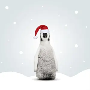 280219: Emperor Penguin wearing Christmas hat in illustrated
