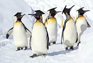 Boards: Emperor Penguin - wearing graduation Mortar board hats