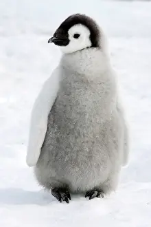 Emperor: Emperor Penguin - Young