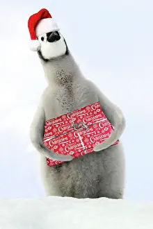 Presents: Emperor Penguin - Young carrying Christmas present