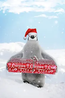 Presents: Emperor Penguin - Young carrying Christmas present