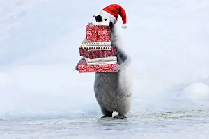 Presents: Emperor Penguin - Young carrying Christmas present