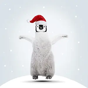 161118: Emperor Penguin, young jumping for joy at Christmas