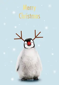 Rudolph: Emperor Penguin, Young smiling with Rudolph red