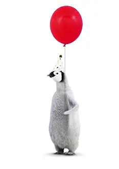 070219: Emperor Penguin, young wearing Birthday party