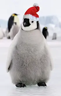 Cheeky: Emperor Penguin - young wearing Chistmas hat