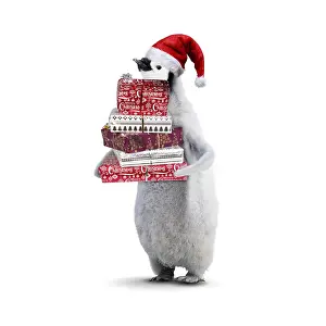 070219: Emperor Penguin, young wearing Christmas hat