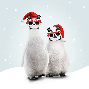 Novelty: Emperor Penguin, young wearing Christmas hats