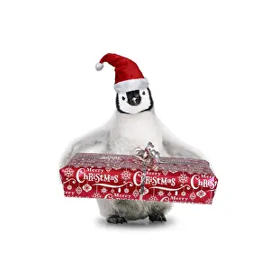 161118: Emperor Penguin, young wearing Chritmas hat and