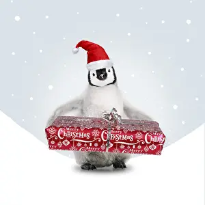 161118: Emperor Penguin, young wearing Chritmas hat and