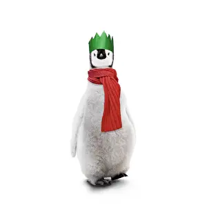 161118: Emperor Penguin, young wearing Chritmas hat and scarf