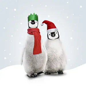 161118: Emperor Penguin, young wearing Chritmas hats