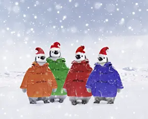 250919: Emperor Penguin, young wearing duffle coats and