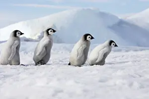Line: Emperor Penguins. 4 young ones walking in a line
