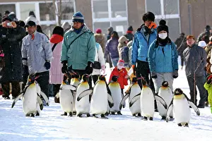 Crowds: Emperor Penguins