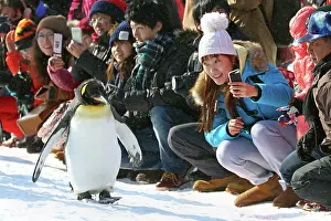 Exercising: Emperor Penguins