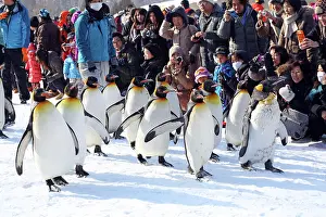 Exercising: Emperor Penguins