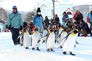 Exercising: Emperor Penguins