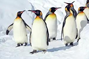 Exercising: Emperor Penguins