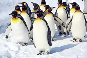 Exercising: Emperor Penguins