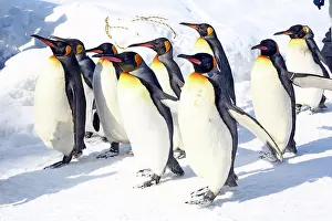 Exercising: Emperor Penguins