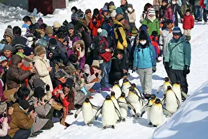 Exercising: Emperor Penguins