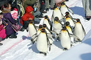 Exercising: Emperor Penguins