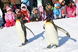 Exercising: Emperor Penguins