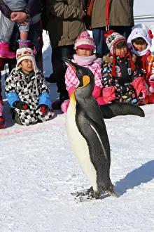Exercising: Emperor Penguins