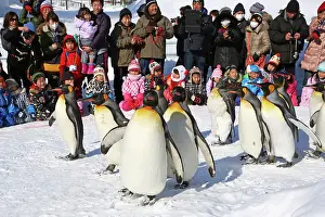 Exercising: Emperor Penguins