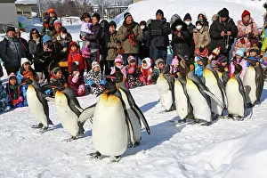 Exercising: Emperor Penguins