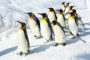 Exercising: Emperor Penguins
