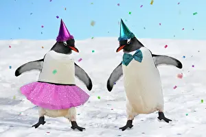 Congratulations: Emperor Penguins