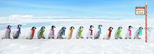 Scarves: Emperor Penguins