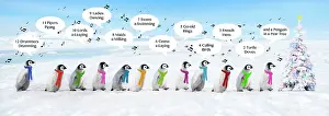 Scarves: Emperor Penguins
